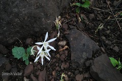 Pancratium triflorum